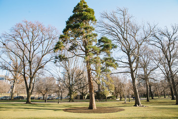 pine in the city park. lonely standing pine in the public park