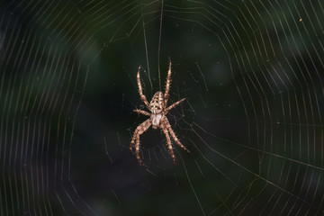 Spider garden-spider (lat. Araneus) kind araneomorph spiders of the family of Orb-web spiders (Araneidae) on web