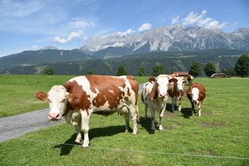Fototapeta na wymiar Landschaft Steiermark mit Kühen