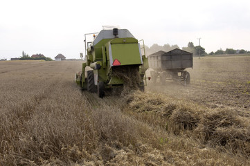 Fototapeta premium Combine harvesting crops