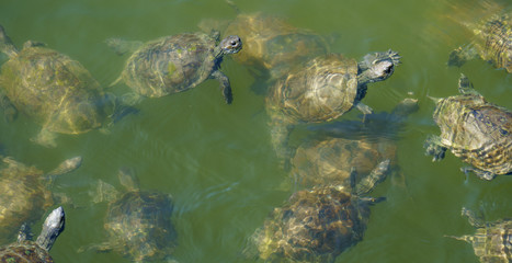Group of terrapins swimming