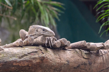 Monitor lizard (Varanus)