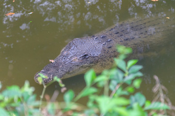 Crocodile (Crocodylinae)