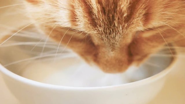 Cute ginger cat lapping milk from white bowl. Slow motion clip with fluffy pet.