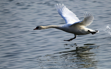 Fototapeta na wymiar Mute Swan is taking off from water. Swan running on water at River Danube in Zemun, Belgrade,Serbia.