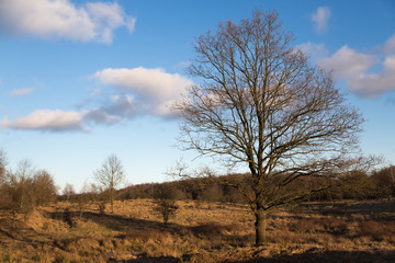 Weidelandschaft mit Baum
