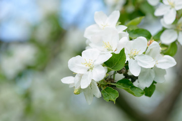 White Apple Flowers. Beautiful flowering apple trees. Background with blooming flowers in spring day.