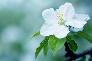 White Apple Flowers. Beautiful flowering apple trees. Background with blooming flowers in spring day.