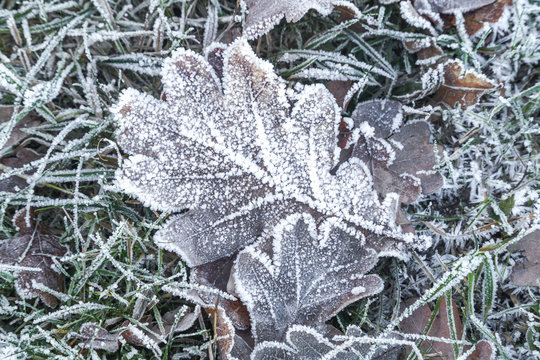 Eisblatt