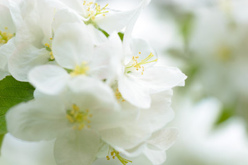 Fototapeta na wymiar White Apple Flowers. Beautiful flowering apple trees. Background with blooming flowers in spring day.