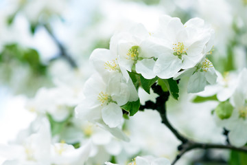 White Apple Flowers. Beautiful flowering apple trees. Background with blooming flowers in spring day.