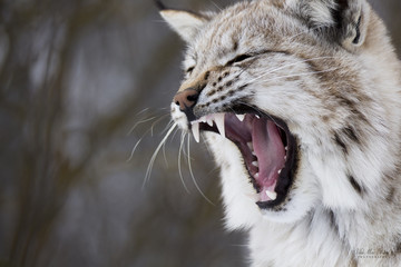 Norwegian Lynx © Vilde