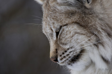 Obraz premium Norwegian Lynx