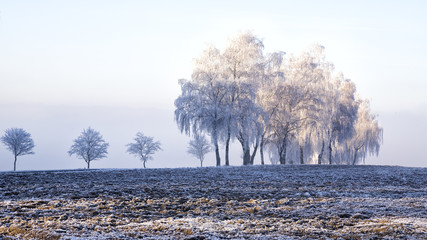 Trees with rime