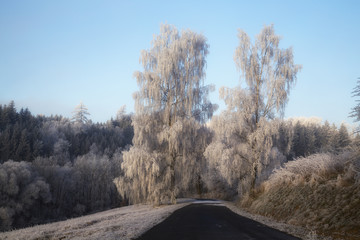 Trees with rime