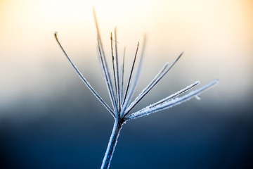 Obraz premium Close up of frozen plant