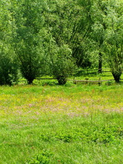 Wiosenna łąka © bnorbert3