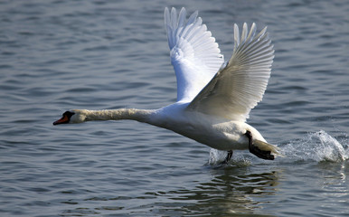 Mute Swan is taking off from water. Swan running on water at River Danube in Zemun, Belgrade,Serbia.
