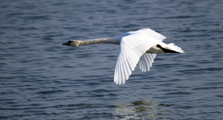 Mute Swan flying over the River Danube at Zemun in the Belgrade Serbia.