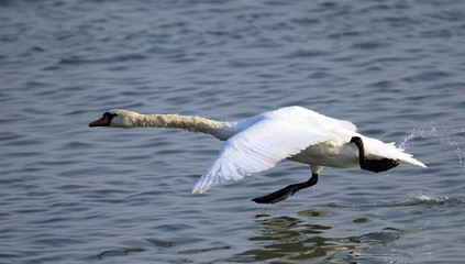 Mute Swan is taking off from water. Swan running on water at River Danube in Zemun, Belgrade,Serbia.