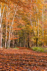 Fototapeta na wymiar Herbstwald 5 Laubbedeckter Waldweg im Herbst