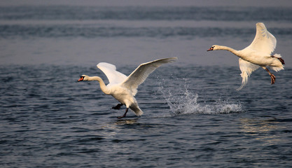 Fototapeta na wymiar Mute swan landing on the Danube river in Zemun, Belgrade, Serbia.