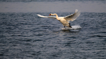 Mute swan landing on the Danube river in Zemun, Belgrade, Serbia.