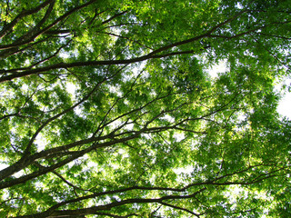 Fototapeta premium 森