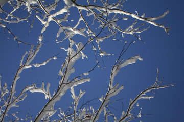 Snow Covered Branches and Sky Background