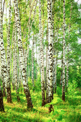 Panele Szklane Podświetlane  lato w słonecznym lesie brzozowym