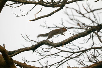 squirrel leap
