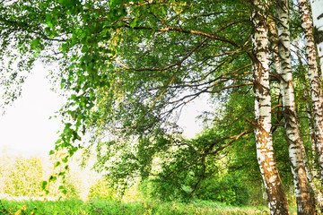 summer in sunny birch forest