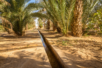 Obraz premium The watering system in the oasis