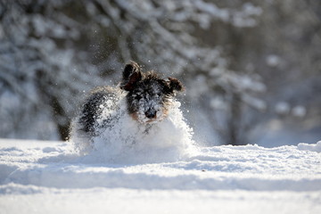 Don´t stop me now, cute dachshund running through fresh snow