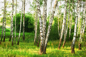 summer in sunny birch forest