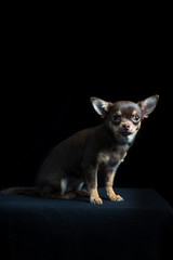 Little multi-colored chihuahua in black background