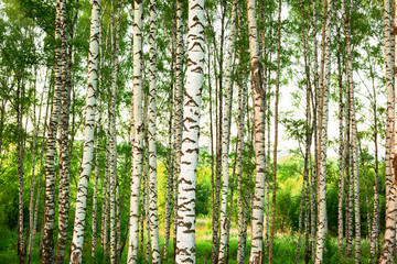 summer in sunny birch forest - 132369610
