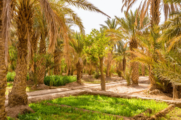 Obraz premium Maize grown in the oasis