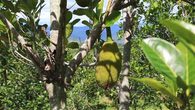 A single jackfruit hangs on its tree in rural Vietnam
