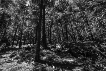 Forest on the slopes of the Samaria Gorge. Island of Crete. Greece. Black and white.