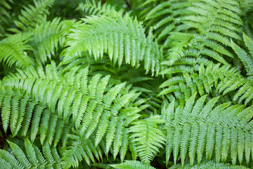 Fototapeta na wymiar Green fern stems and leaves