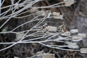 сухая трава укрыта снегом