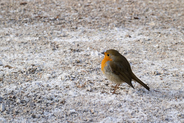 Tough Winter for a Little Robin