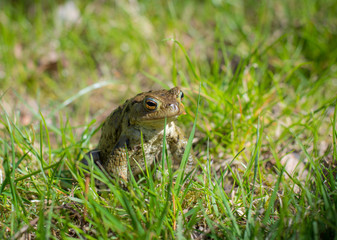 walking frog