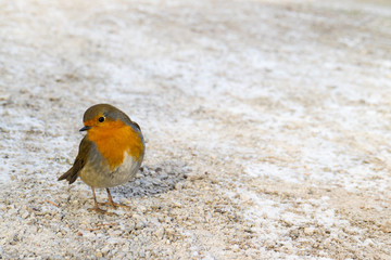 Shy Robin Looking for Food