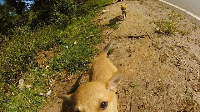 Two dogs puppy jump on a camera in the mountains of the tea plantations in sri Lanka