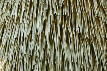 Cuban petticoat palm tree leaves