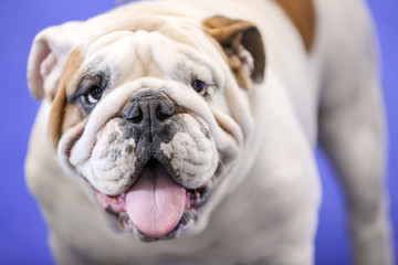 Cute funny dog on blue background, closeup