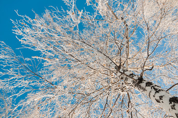 Snowed birch at blue sky background