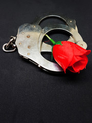 Rote Rose mit Handschellen für Liebe oder Hass oder Stalking oder Trennung oder den Valentinstag oder verbotene Liebe